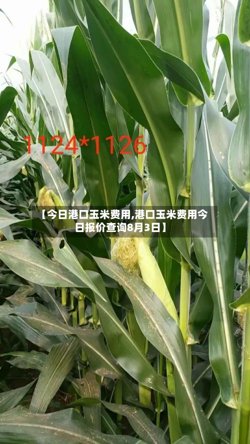 【今日港口玉米费用,港口玉米费用今日报价查询8月3日】-第2张图片