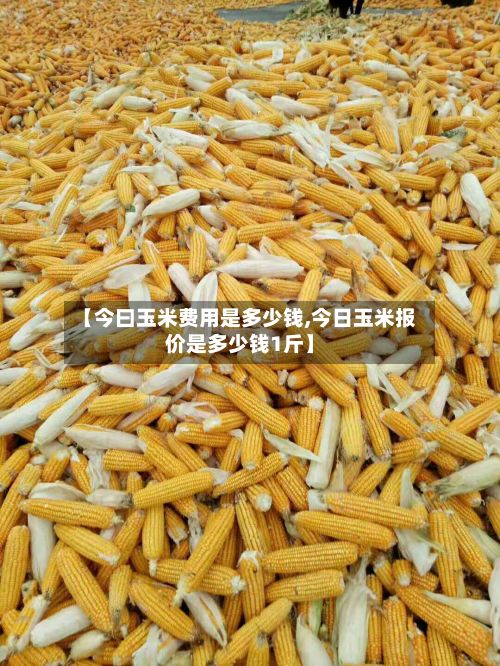 【今曰玉米费用是多少钱,今日玉米报价是多少钱1斤】