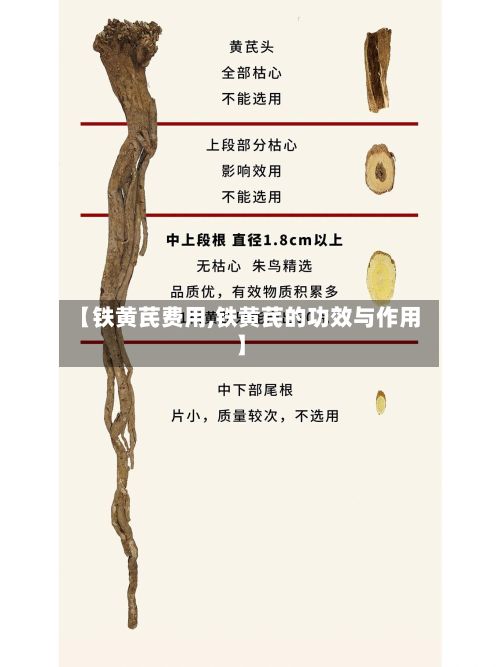 【铁黄芪费用,铁黄芪的功效与作用】-第2张图片