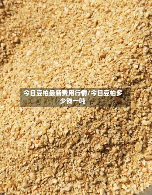 今日豆柏最新费用行情/今日豆柏多少钱一吨