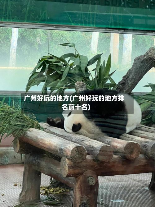 广州好玩的地方(广州好玩的地方排名前十名)