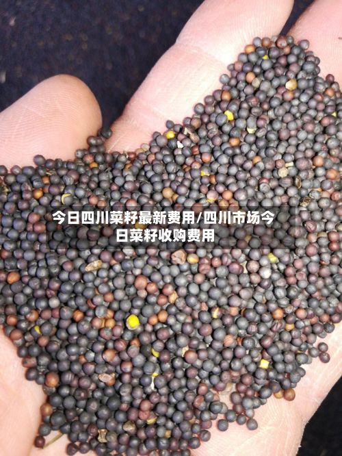 今日四川菜籽最新费用/四川市场今日菜籽收购费用-第3张图片
