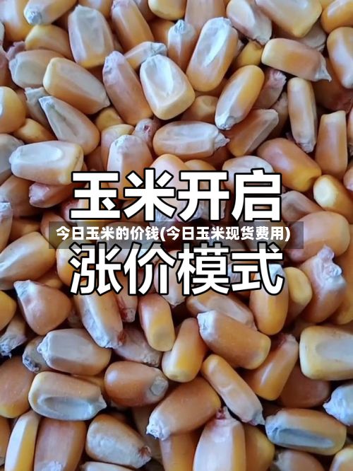 今日玉米的价钱(今日玉米现货费用)