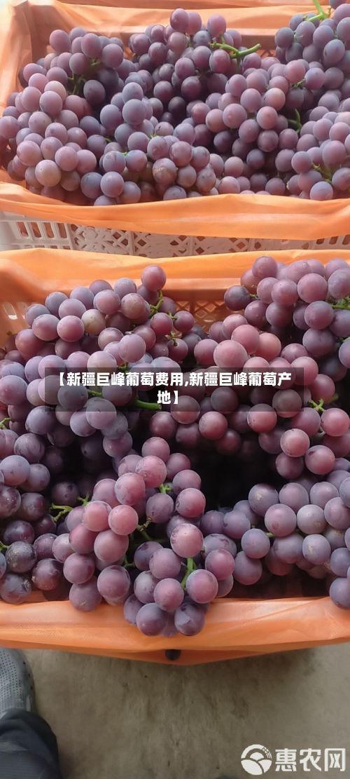 【新疆巨峰葡萄费用,新疆巨峰葡萄产地】