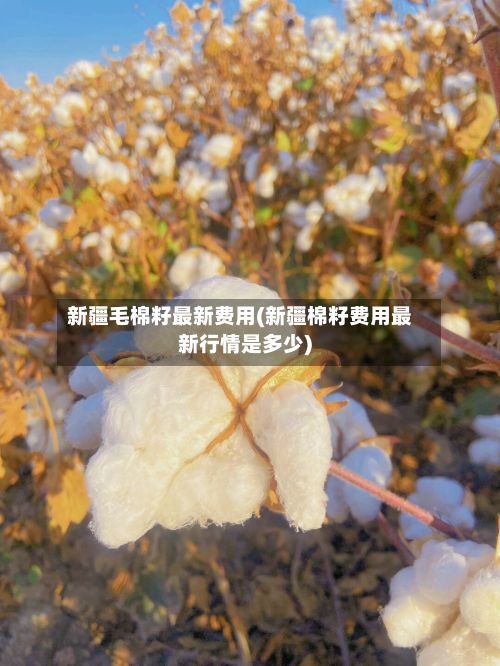 新疆毛棉籽最新费用(新疆棉籽费用最新行情是多少)