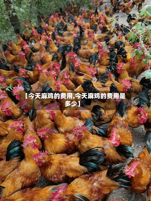 【今天麻鸡的费用,今天麻鸡的费用是多少】