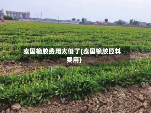 泰国橡胶费用太低了(泰国橡胶原料费用)-第2张图片