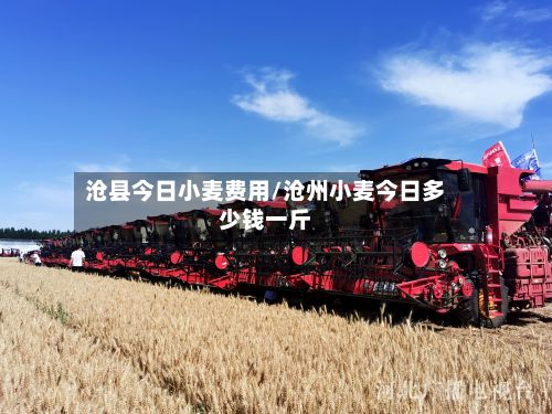 沧县今日小麦费用/沧州小麦今日多少钱一斤