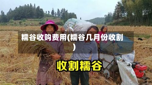 糯谷收购费用(糯谷几月份收割)-第3张图片