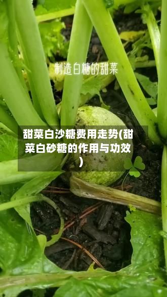 甜菜白沙糖费用走势(甜菜白砂糖的作用与功效)-第2张图片