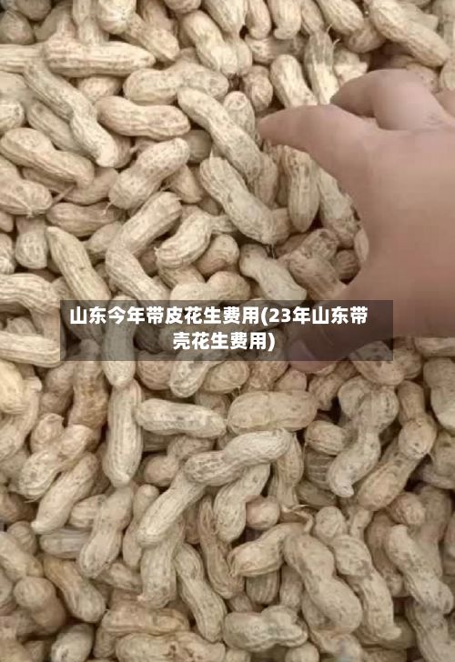 山东今年带皮花生费用(23年山东带壳花生费用)