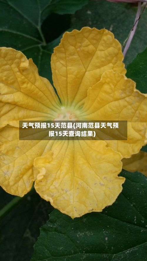 天气预报15天范县(河南范县天气预报15天查询结果)
