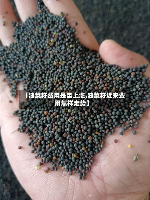 【油菜籽费用是否上涨,油菜籽近来费用怎样走势】