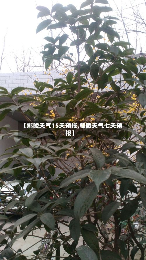 【鄢陵天气15天预报,鄢陵天气七天预报】-第2张图片