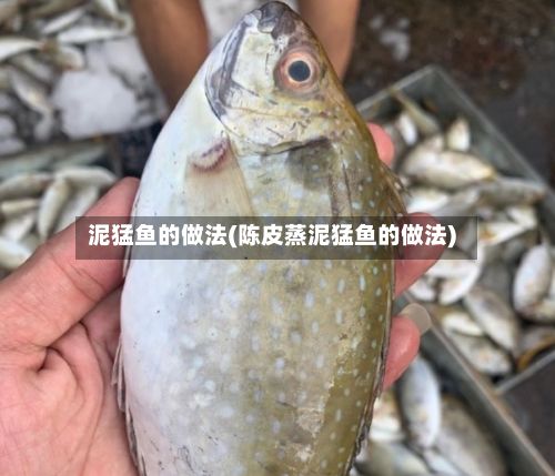 泥猛鱼的做法(陈皮蒸泥猛鱼的做法)-第3张图片