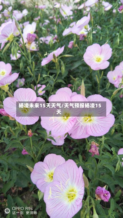 杨凌未来15天天气/天气预报杨凌15天-第2张图片