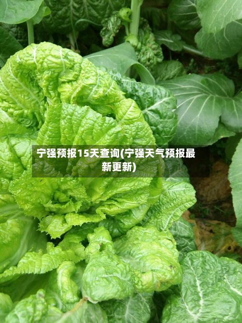宁强预报15天查询(宁强天气预报最新更新)-第3张图片