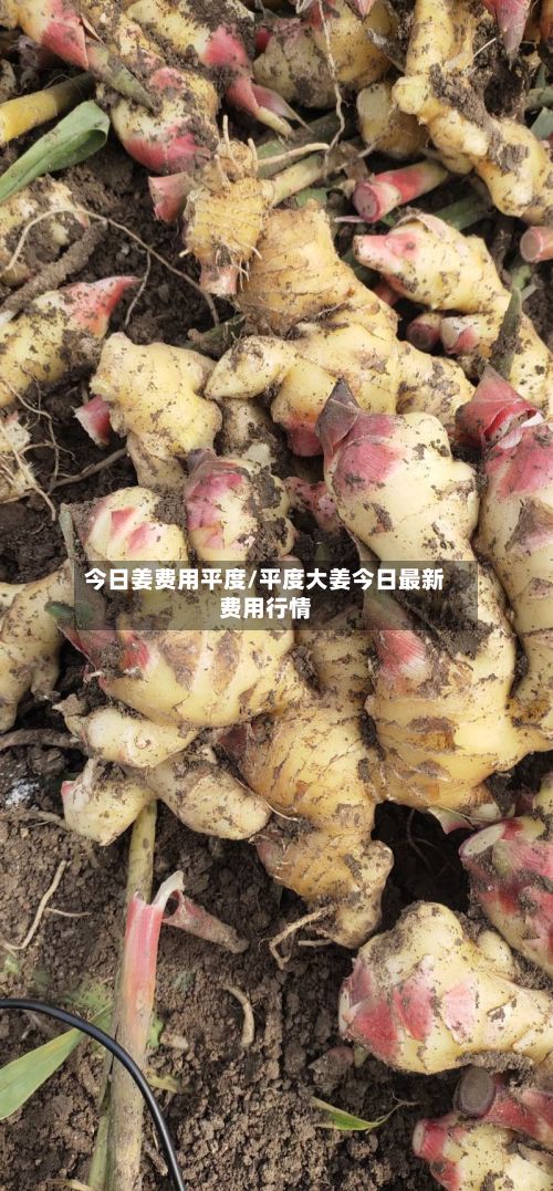 今日姜费用平度/平度大姜今日最新费用行情-第2张图片