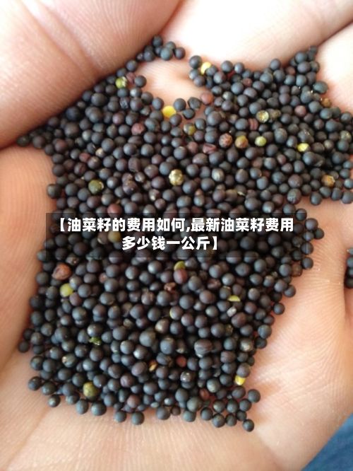 【油菜籽的费用如何,最新油菜籽费用多少钱一公斤】