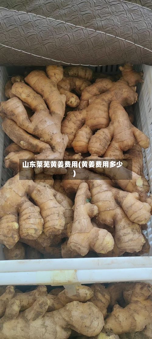 山东莱芜黄姜费用(黄姜费用多少)-第3张图片
