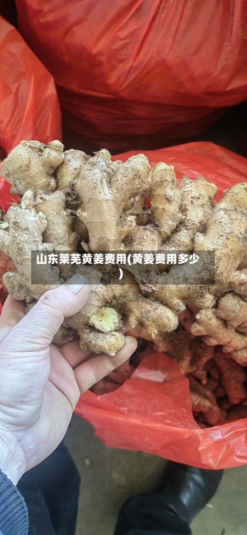 山东莱芜黄姜费用(黄姜费用多少)