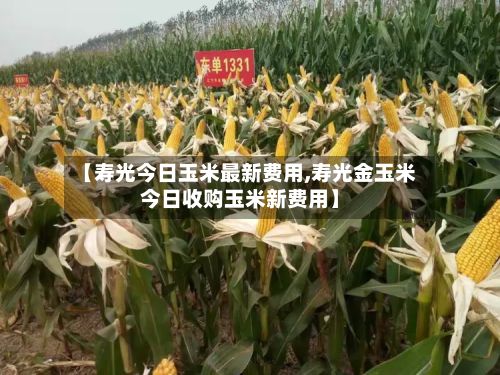 【寿光今日玉米最新费用,寿光金玉米今日收购玉米新费用】