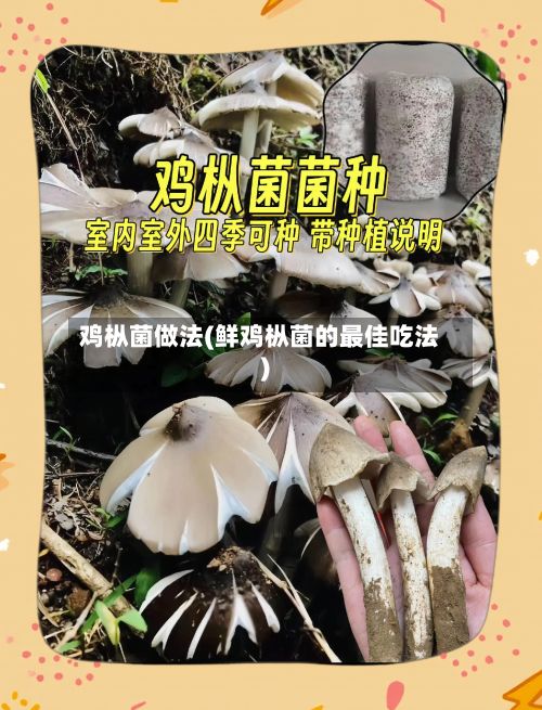 鸡枞菌做法(鲜鸡枞菌的最佳吃法)