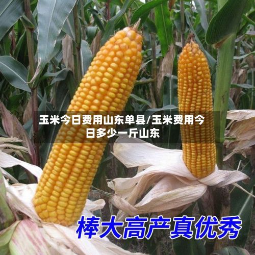 玉米今日费用山东单县/玉米费用今日多少一斤山东