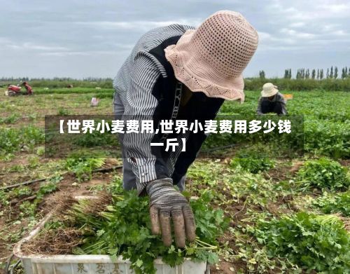 【世界小麦费用,世界小麦费用多少钱一斤】-第2张图片