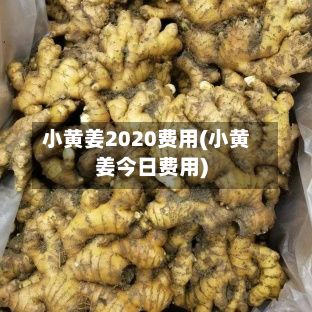 小黄姜2020费用(小黄姜今日费用)