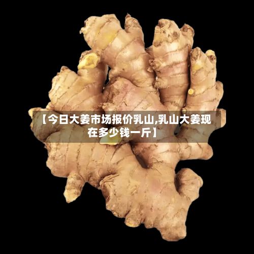 【今日大姜市场报价乳山,乳山大姜现在多少钱一斤】-第2张图片