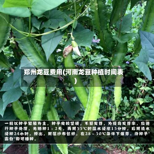 郑州龙豆费用(河南龙豆种植时间表)