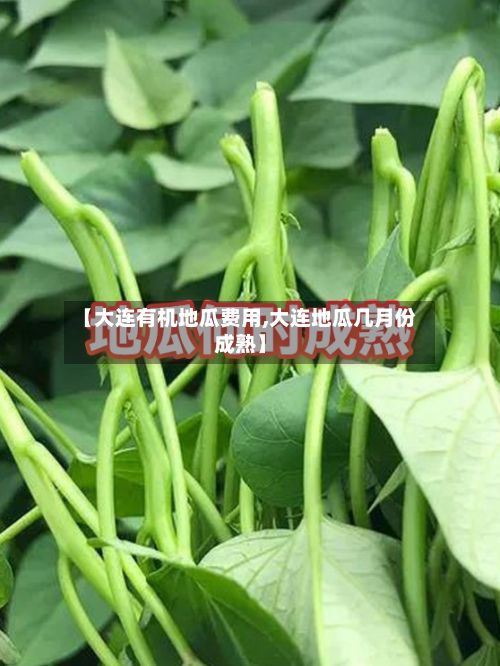 【大连有机地瓜费用,大连地瓜几月份成熟】-第2张图片
