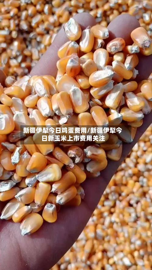 新疆伊犁今日鸡蛋费用/新疆伊犁今日新玉米上市费用关注-第3张图片