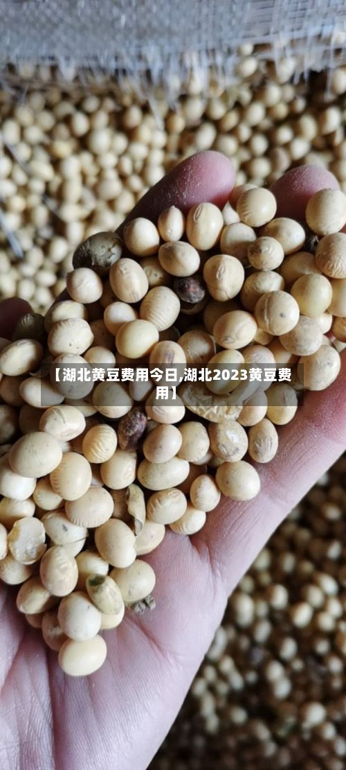 【湖北黄豆费用今日,湖北2023黄豆费用】