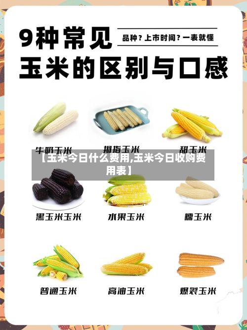 【玉米今日什么费用,玉米今日收购费用表】