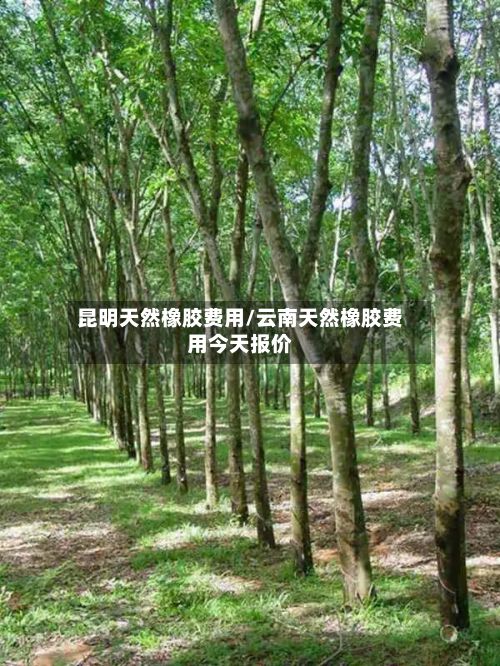 昆明天然橡胶费用/云南天然橡胶费用今天报价-第2张图片