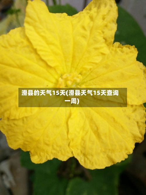 滑县的天气15天(滑县天气15天查询一周)