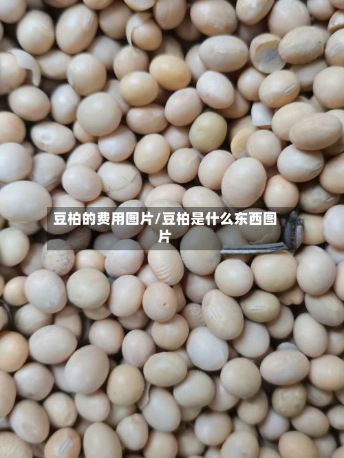 豆柏的费用图片/豆柏是什么东西图片