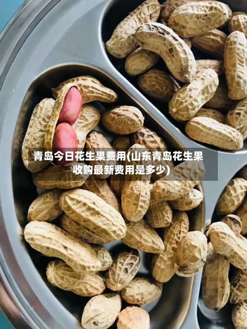 青岛今日花生果费用(山东青岛花生果收购最新费用是多少)-第2张图片