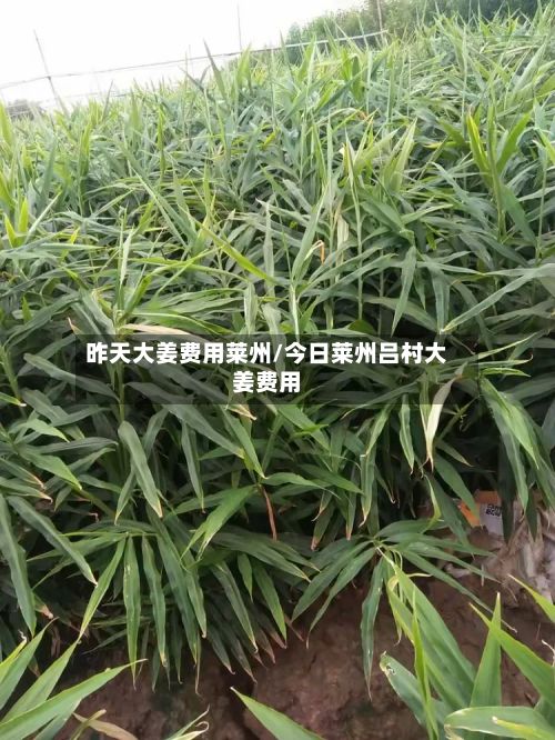 昨天大姜费用莱州/今日莱州吕村大姜费用-第2张图片