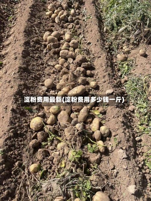 淀粉费用最新(淀粉费用多少钱一斤)