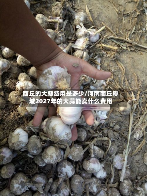 商丘的大蒜费用是多少/河南商丘虞城2027年的大蒜能卖什么费用-第2张图片