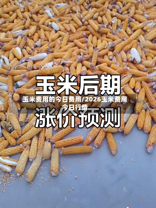 玉米费用的今日费用/2026玉米费用今日行情