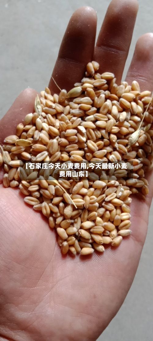 【石家庄今天小麦费用,今天最新小麦费用山东】-第2张图片