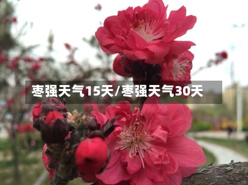 枣强天气15天/枣强天气30天