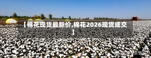 【棉花现货最新价,棉花2026现货成交】-第2张图片