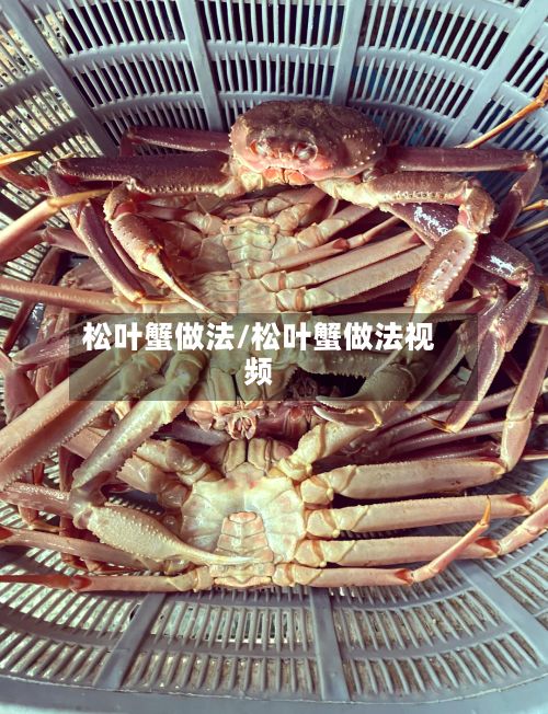 松叶蟹做法/松叶蟹做法视频-第2张图片