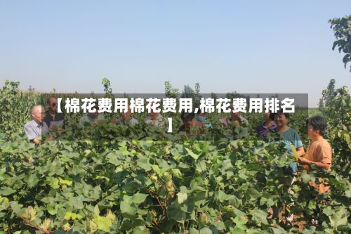 【棉花费用棉花费用,棉花费用排名】