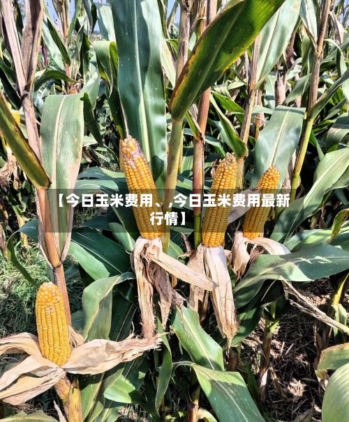 【今日玉米费用、,今日玉米费用最新行情】-第2张图片